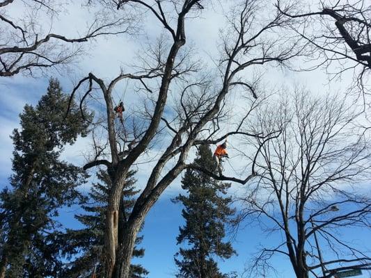 2 GUYS TRIIMMING LARGE ELM