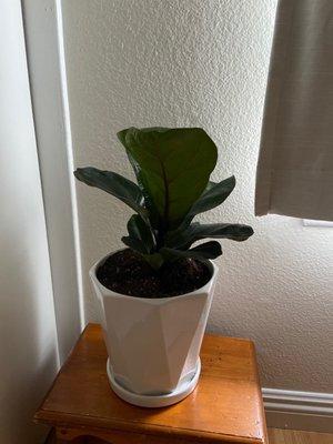 Fiddle leaf plant and pot both purchased at Covina Garden Center