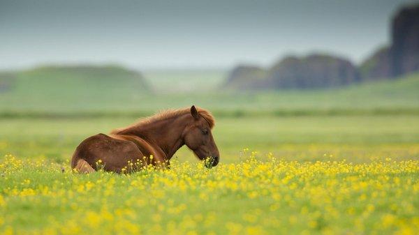 Seed Ranch