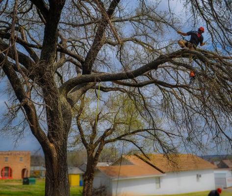 Earth and Arbor Tree Service