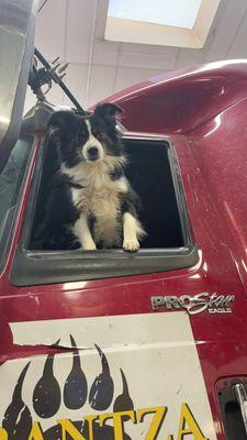 We welcome your furry friends while we change your windshield.