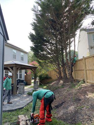 C&B Landscaping & Tree Service