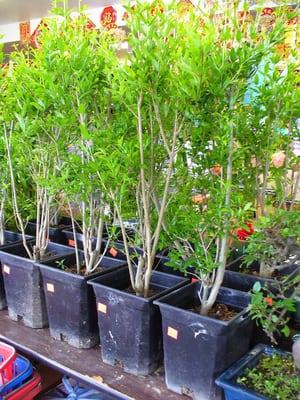 exotic pomegranate trees