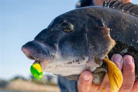 Tog/Blackfish might not be the prettiest fish but boy are they tasty and great action.