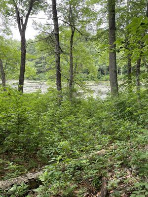 Tarbox pond through the trees