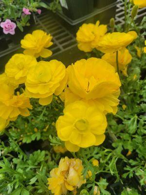 Golden ranunculus.