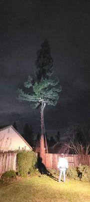 Emergency redwood tree removal