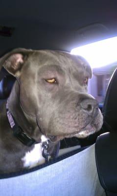 Trinity on her way to the emergency vet after being stung by a bee...