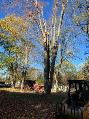 tree services en  Detroit Mi, Tree trimming in Detroit Mi, Palm Services in Detroit Mi