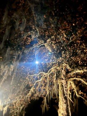 Full moon through Spanish moss