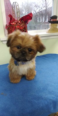 8 week old Shihtzu, Mighty