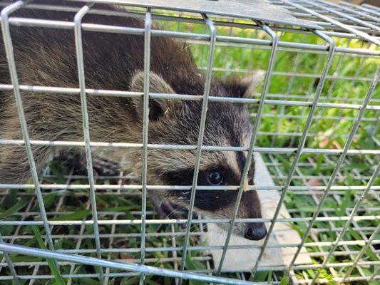 Raccoons are more than just a nuisance in your attic, they are outright destructive. Call us and we will get them safely removed.