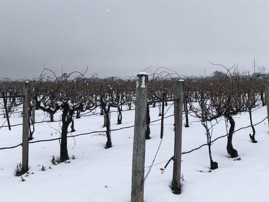 Snow in the vineyard! Jan 2021