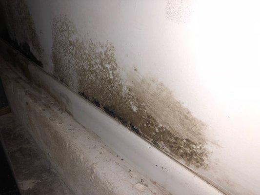 Mold Growth On Wall