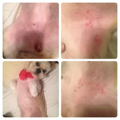 My dog was given bad razor burn. When questioned about why she was bleeding, I was told she cut herself. Will never go back!!