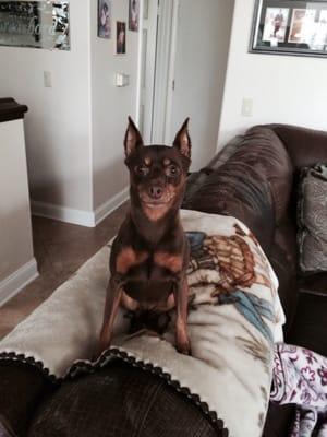 Izzy waiting on her perch for her afternoon walk.