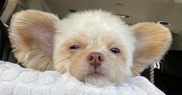 Hazel Grogu feeling fresh and relaxed after grooming session...