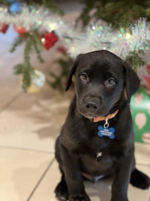 Diesel's first Christmas