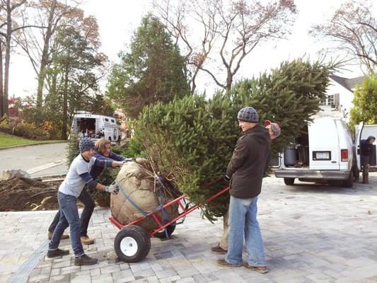 Planting Colorado large mature Blue Spruce concrete paver driveway New York Plantings Landscapers