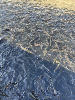 Up close to the feeding ponds. Got trout?! The trout were raised from eggs in the hatchery.