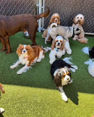 Everyone loves outside time at the PupTown yard!