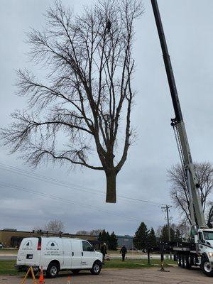 Tree removal services