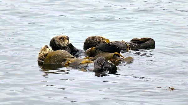 sea otters at play