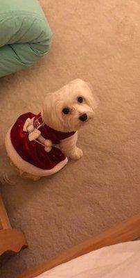 This gorgeous dress/harness was purchased from them a few years ago! She was freshly groomed in this photo as well.