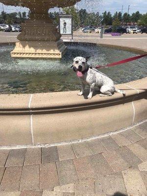 Having an awesome public lesson at Partridge Creek! Great job placing on the fountain Koda!