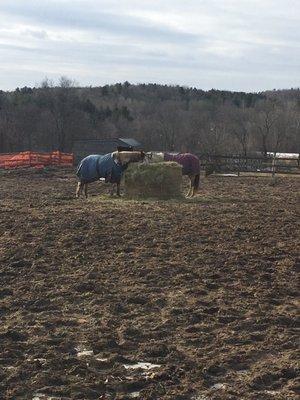 Well taken care horses!! Always getting hay even for the boarders!