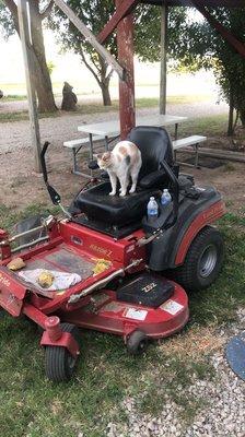 Cat on the mower