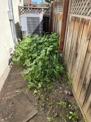 Yard cleaning