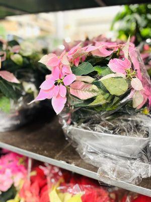 Pink Poinsettia Greetings