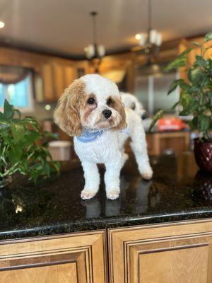 Posing after his groom