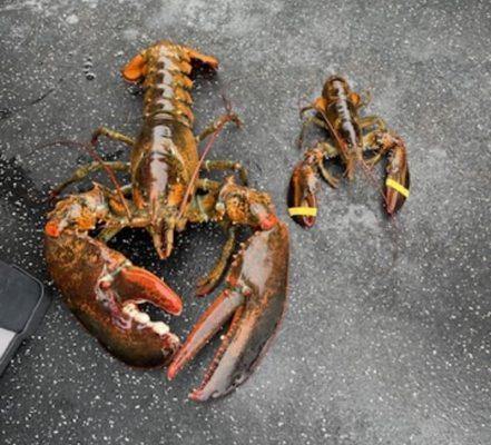 Lobster Boat Tours - Catch Your Dinner