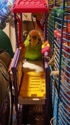 I bought this green male parakeet.