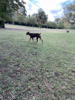 RubyDoo & Shomer love this park it was only fitting I brought them back for a visit while in town working for a week!