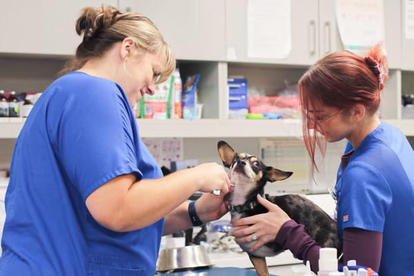 Veterinary Cancer Group of the South Bay