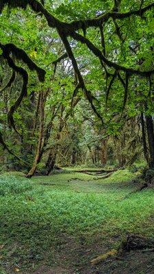 Maple Glade Nature Trail | Instagram: @telephonesmoothie