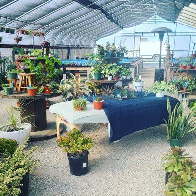 Star succulent nursery is the best