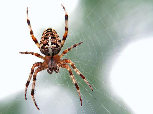 Orb Weaver, also commonly referred to as a Garden Spider, are most noticeable around October in San Diego.