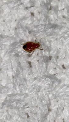 One of the bedbugs from our room