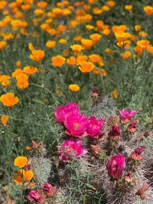 April blooms