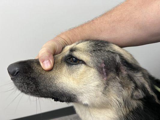 A successful laceration repair at the face of this dog. Healed well at the follow up exam!