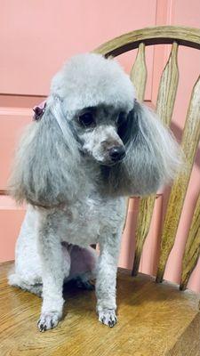 Toy Poodle Groom