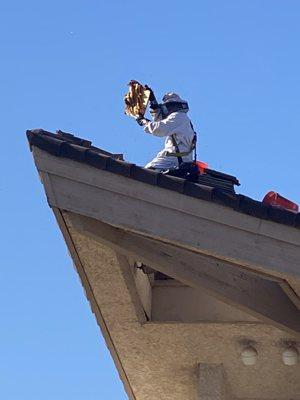 Removing part of the hive.