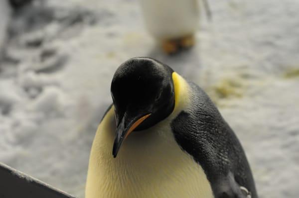 I was standing this close to an Emperor penguin.