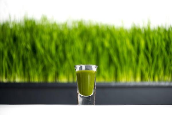 Wheatgrass Shot