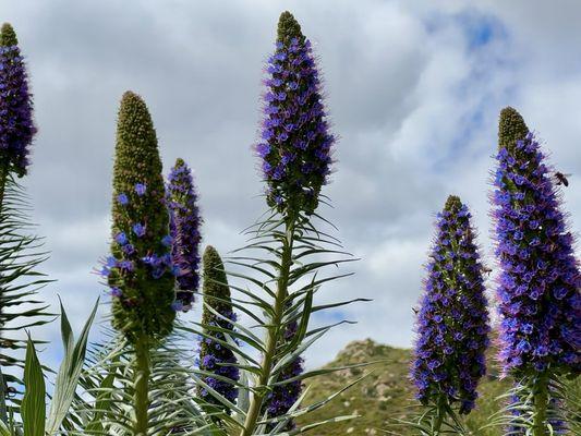 A happy place for bees! Echium candicans (Pride of Madeira) tall purple flowering plants on Oak Glen golf course.