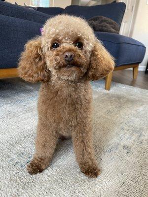 Toy Poodle